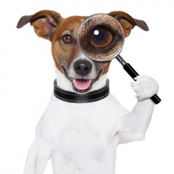 Web Design Tips - Research Web Design Tips - Research